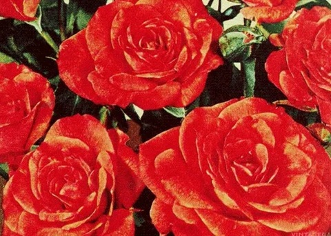 moooncrab header picture leakfans.com