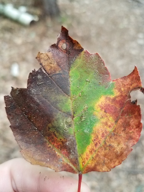 mothernature666 header picture leakfans.com