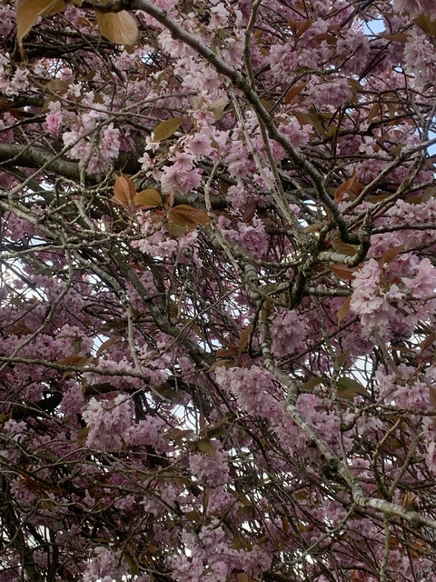 myleselio header picture leakfans.com