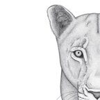 nalla_the_lioness profile picture leakfans.com