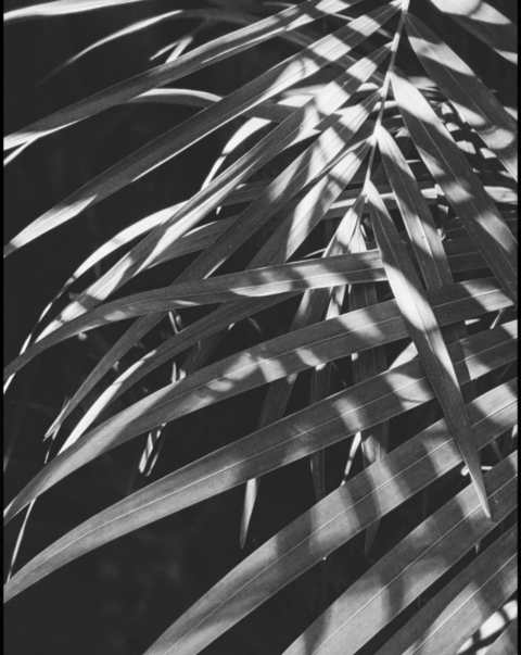 natalia.ink header picture leakfans.com