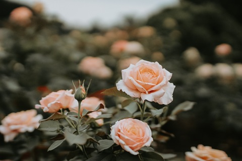 naughty-ariel header picture leakfans.com