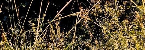 naughtygardengirl header picture leakfans.com