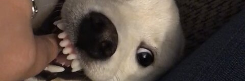 nftushy header picture leakfans.com