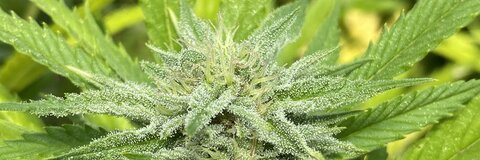 nintend_h0 header picture leakfans.com