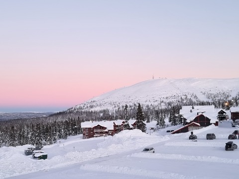 Header of norwegiancub