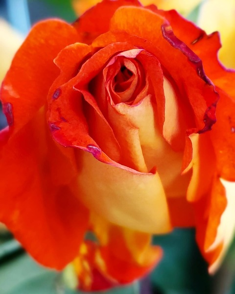 notabearcathy header picture leakfans.com