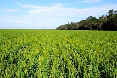 nutti header picture leakfans.com