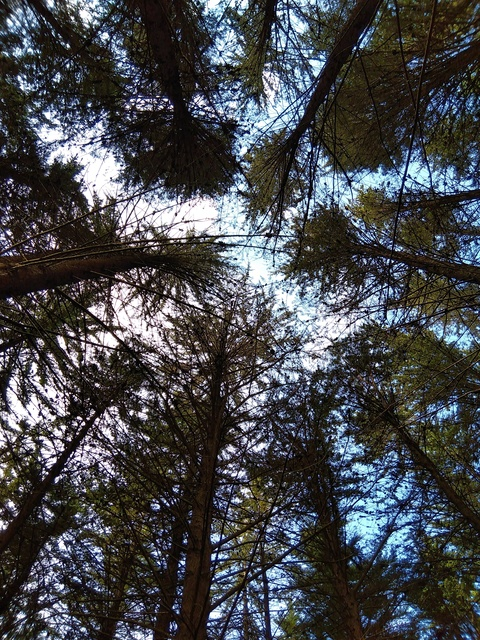 nzcheeky88master header picture leakfans.com