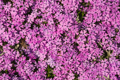 ohwell.t header picture leakfans.com