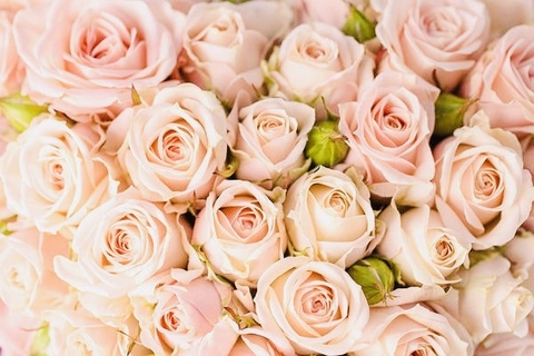 Header of olivia.rose.99