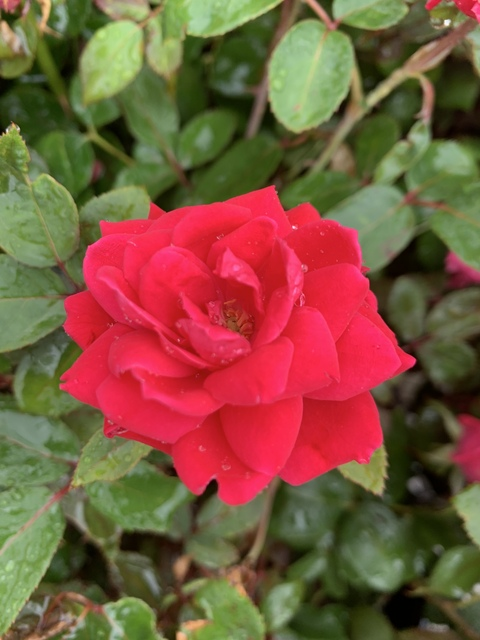 oliviarose051 header picture leakfans.com