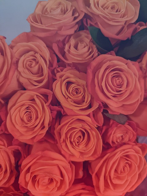 olivias.vip header picture leakfans.com