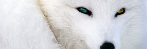 olorindream header picture leakfans.com