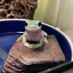 only-frogs profile picture