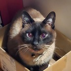 onlyny4n profile picture leakfans.com