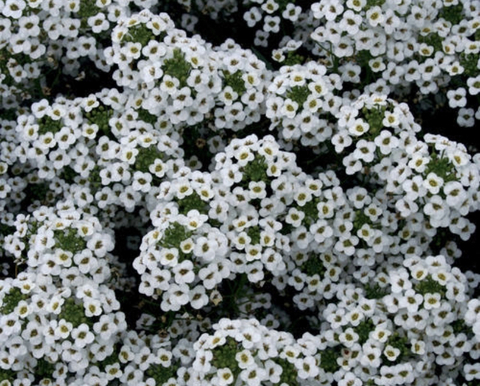 optimisticbb header picture leakfans.com