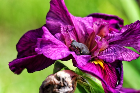 originalrose header picture leakfans.com