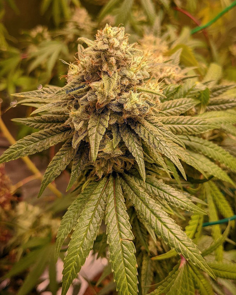 osothevain header picture leakfans.com