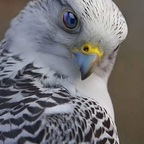 patrickjsj profile picture leakfans.com