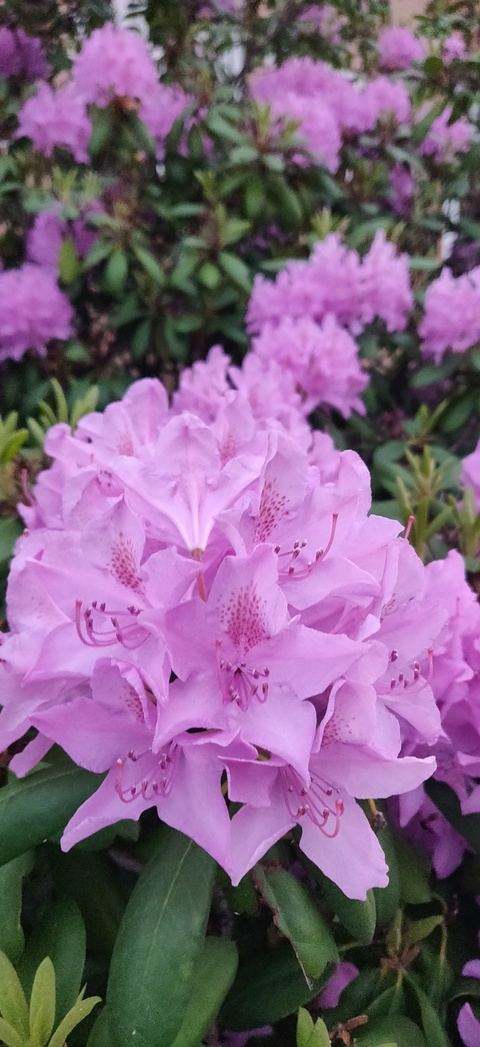 paymissclaire header picture leakfans.com