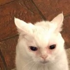 pcpixiee profile picture leakfans.com