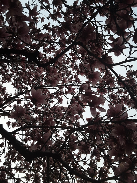 perfectpamfree header picture leakfans.com