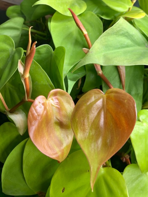 periodpriestess header picture leakfans.com