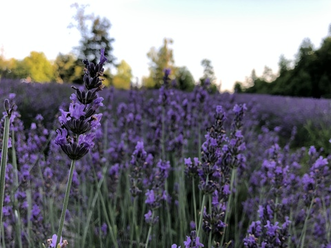 phantomofthecockera header picture leakfans.com