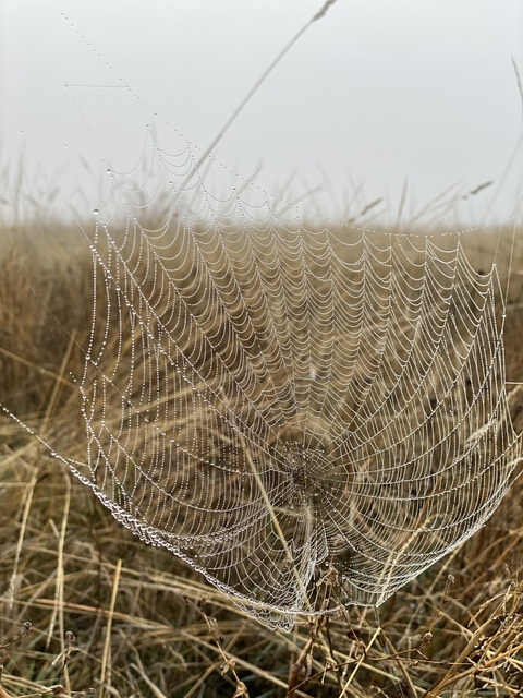 pineapple_gus header picture leakfans.com