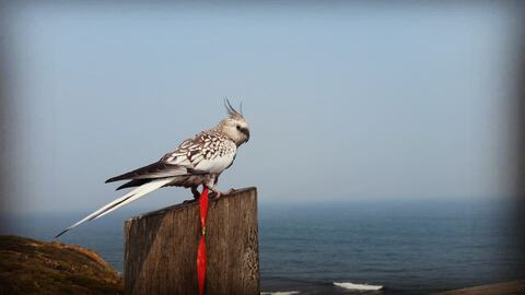 piratelife header picture leakfans.com