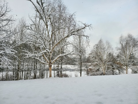 plantdadpines header picture leakfans.com