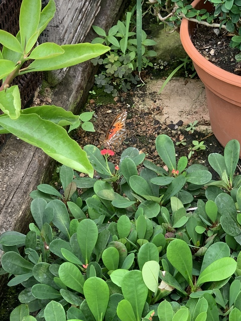 plantgrl header picture leakfans.com