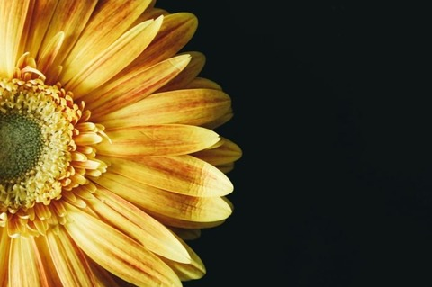 Header of primesunflower