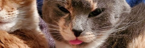 princess_maddz header picture leakfans.com