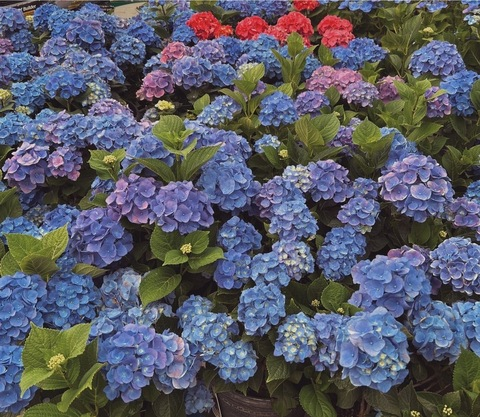 princessave header picture leakfans.com