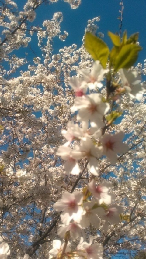 purexnymph header picture leakfans.com