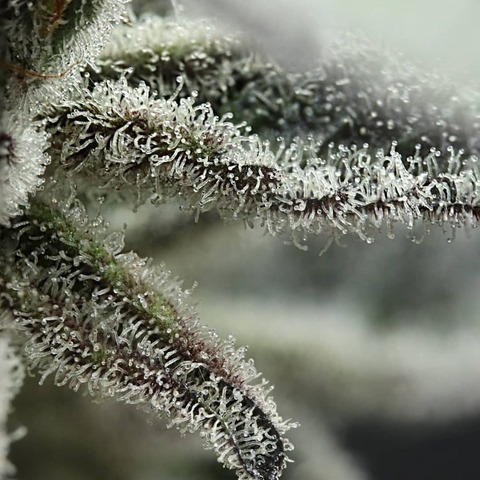 queeenbee header picture leakfans.com