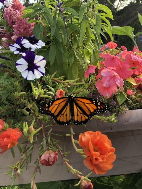 queenofgaming header picture leakfans.com