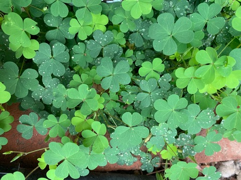 queerofhearts header picture leakfans.com