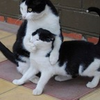 querencia profile picture leakfans.com