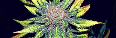 quesoluvshenny617 header picture leakfans.com