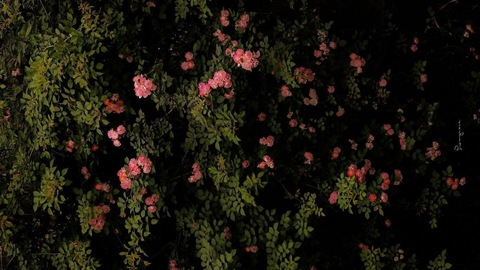 radicalron header picture leakfans.com