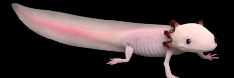 raiiny_ header picture leakfans.com