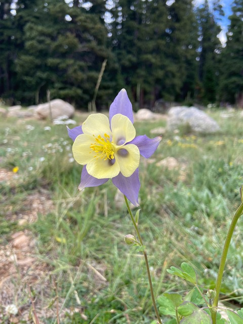 rainbowmystic header picture leakfans.com