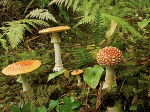 rainforesttt header picture leakfans.com