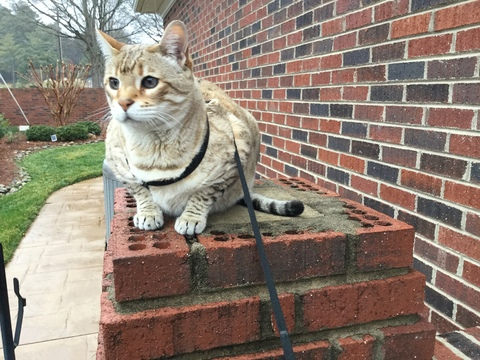 randync header picture leakfans.com