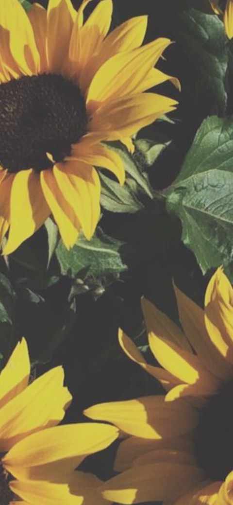 rdion header picture leakfans.com