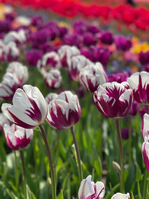 realplaygirl header picture leakfans.com