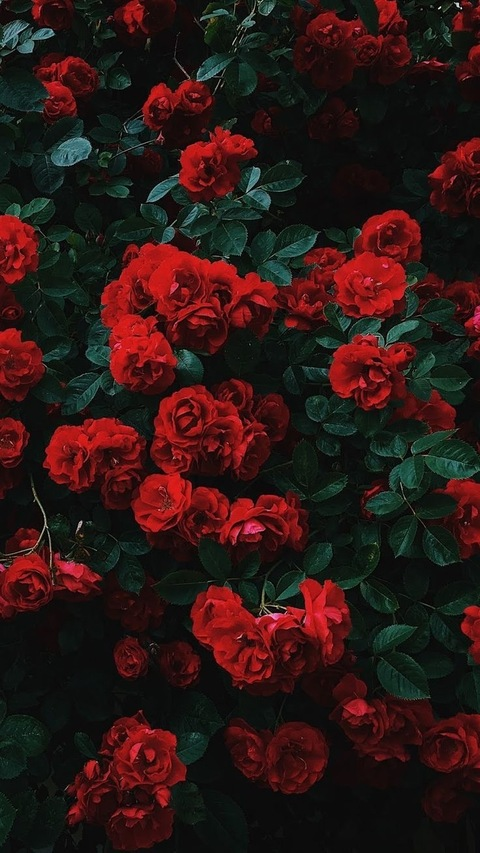 Header of realprettyrose